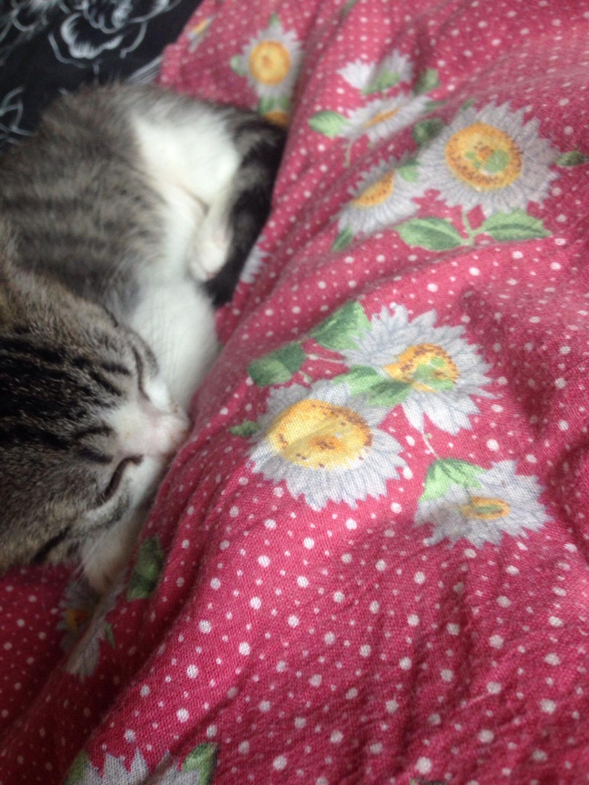 Huskat Høker billede 4