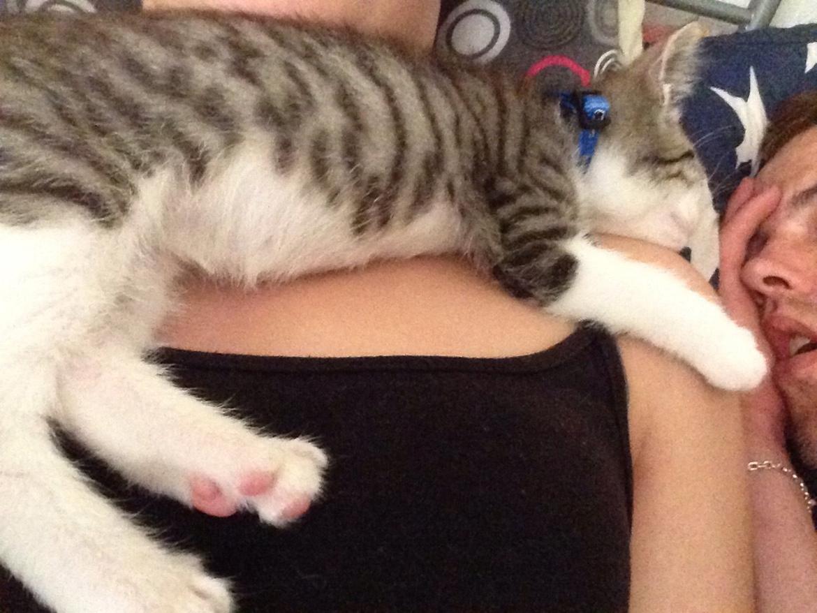 Huskat Høker billede 7