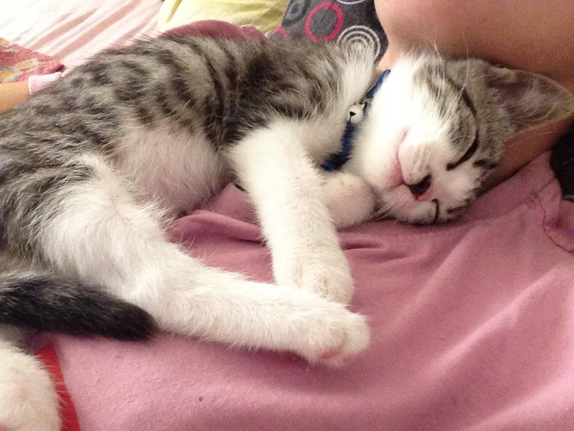 Huskat Høker billede 8