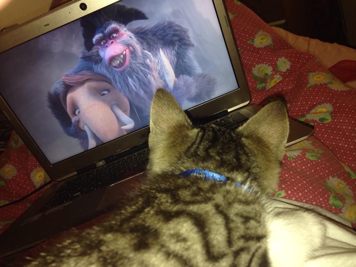 Huskat Høker billede 9