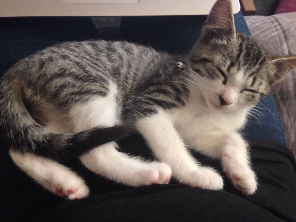 Huskat Høker billede 10