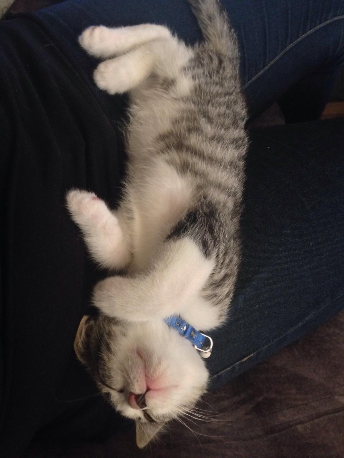 Huskat Høker billede 11