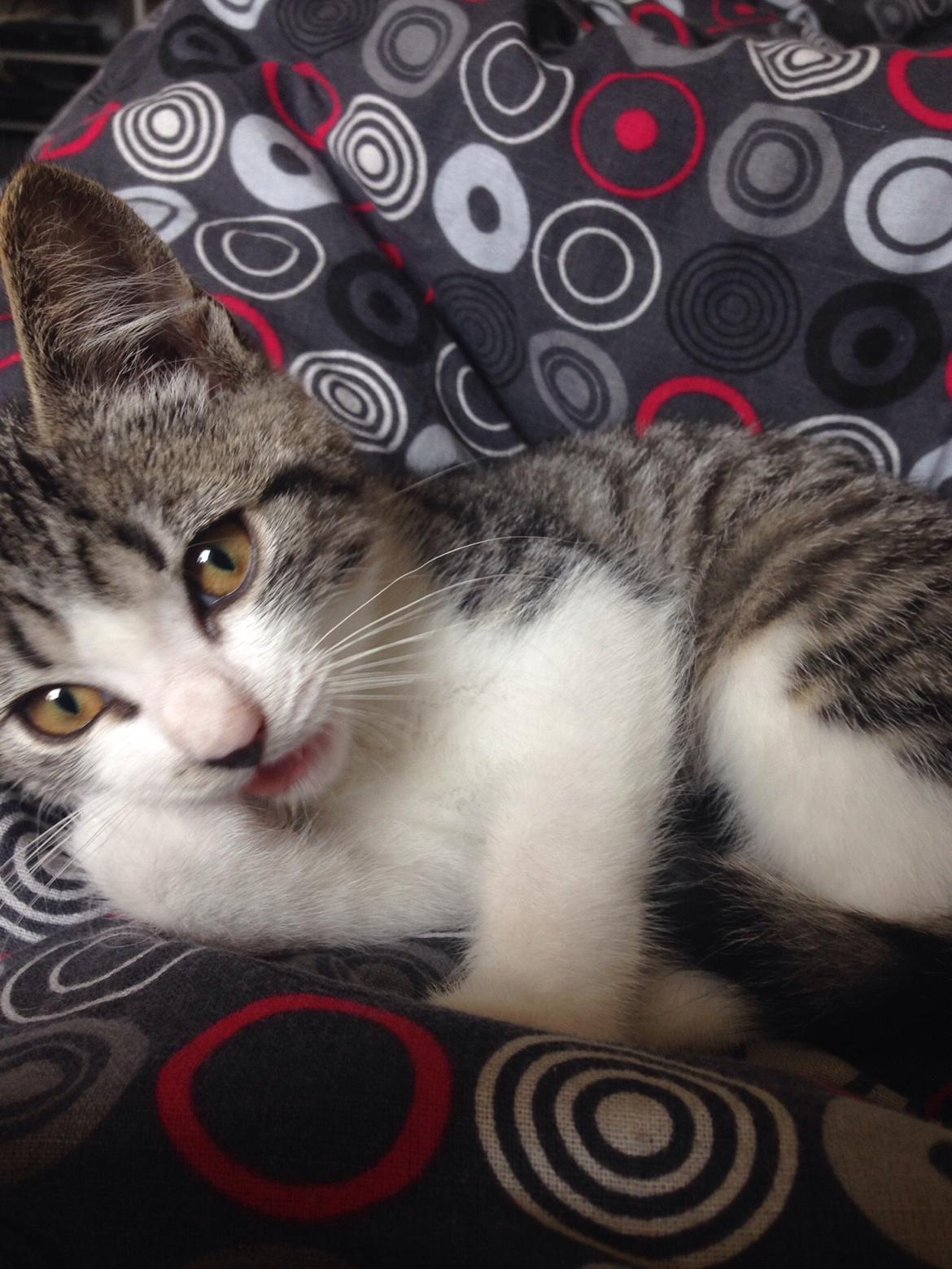 Huskat Høker billede 12