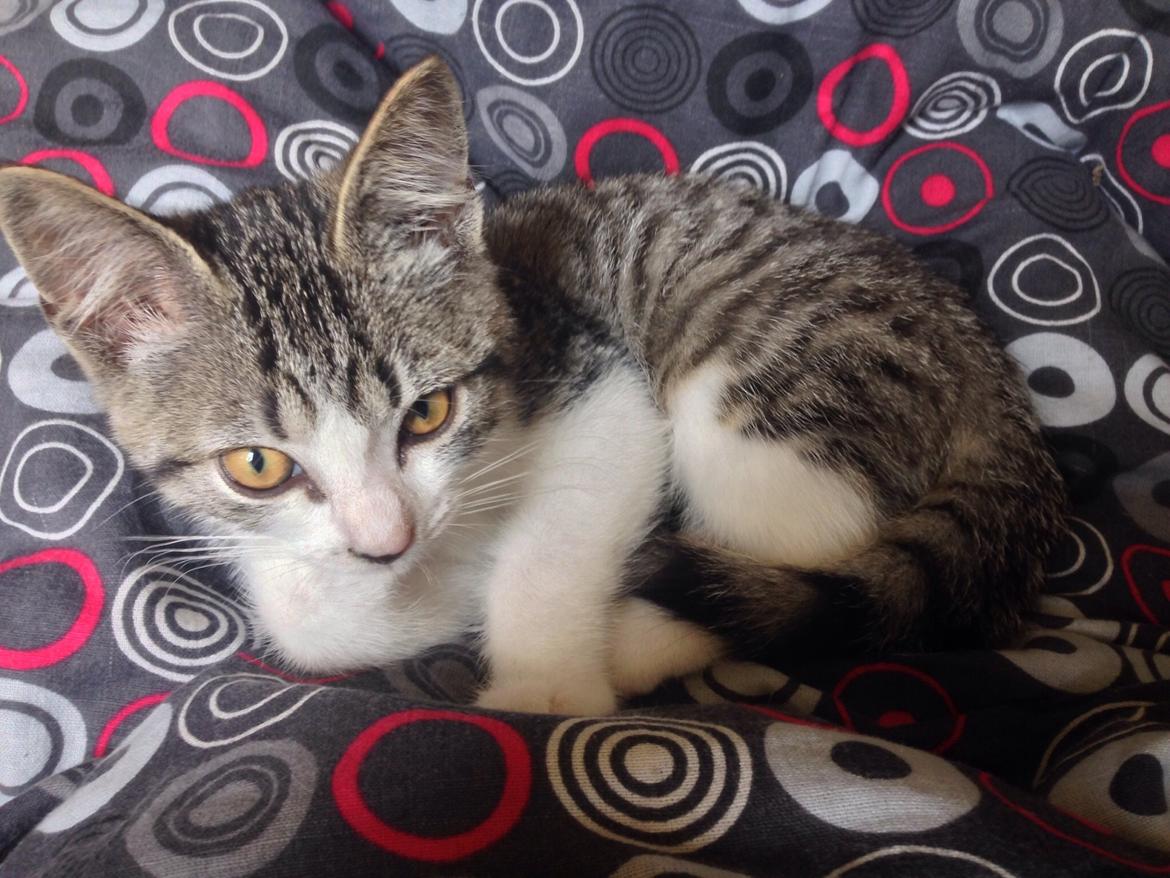 Huskat Høker billede 13