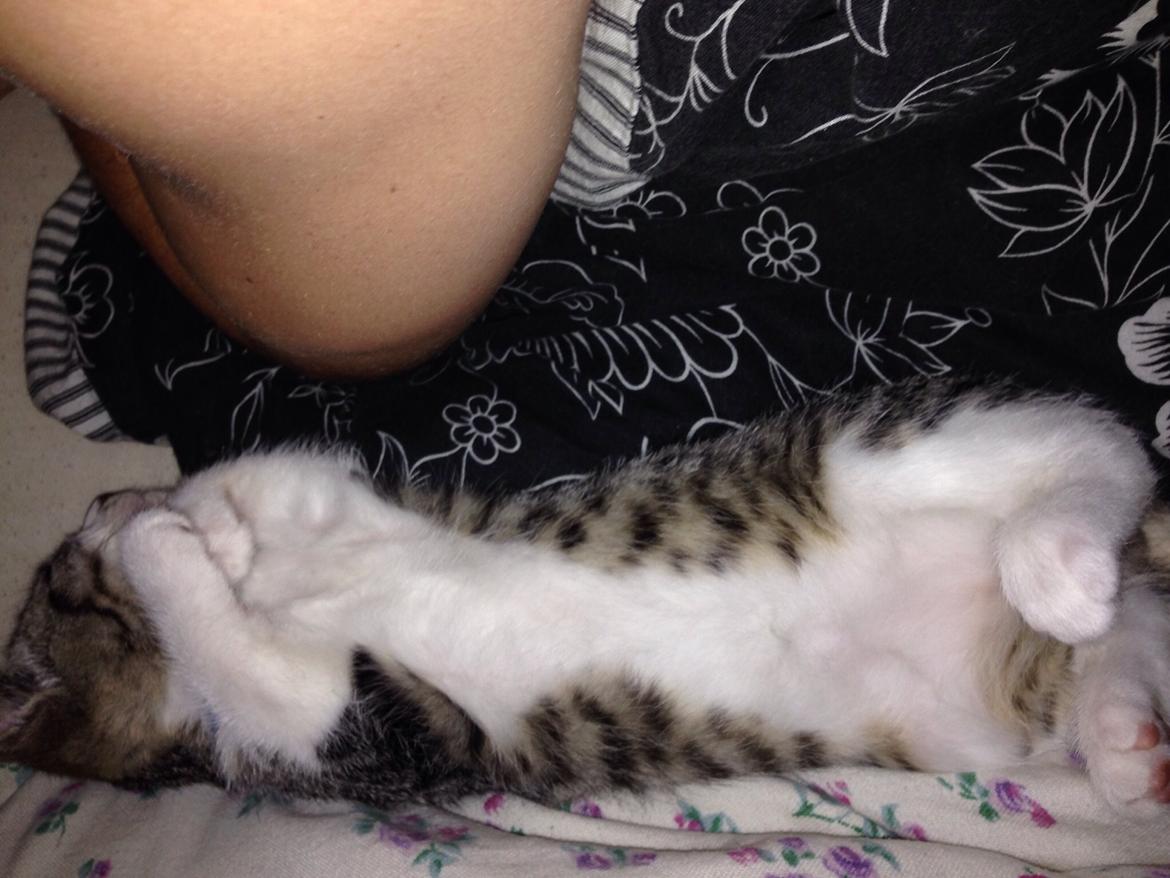 Huskat Høker billede 14