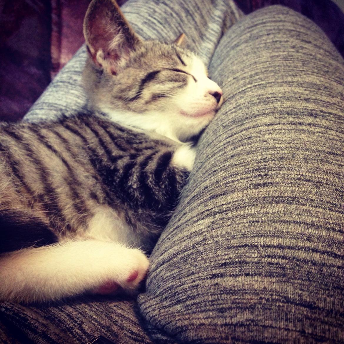 Huskat Høker billede 15