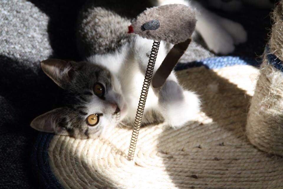 Huskat Høker billede 16