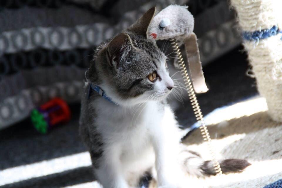 Huskat Høker billede 17