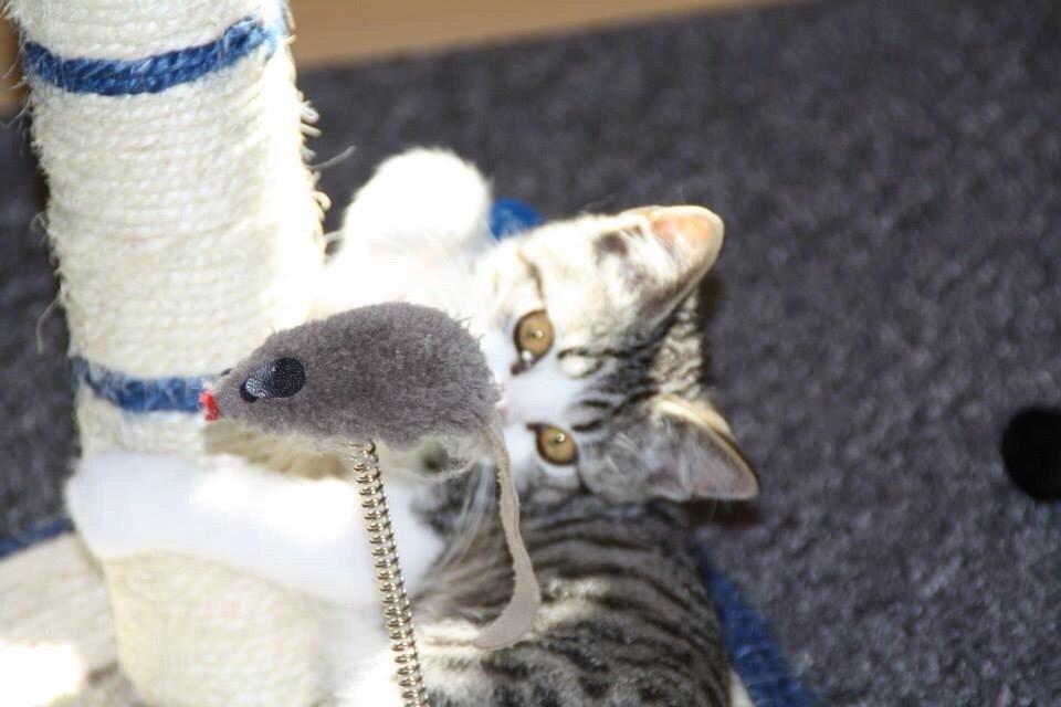 Huskat Høker billede 18