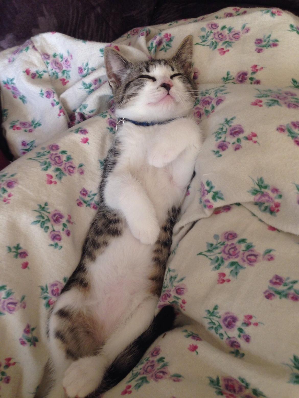 Huskat Høker billede 19