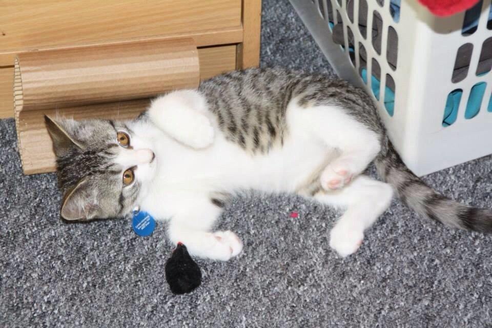 Huskat Høker billede 20