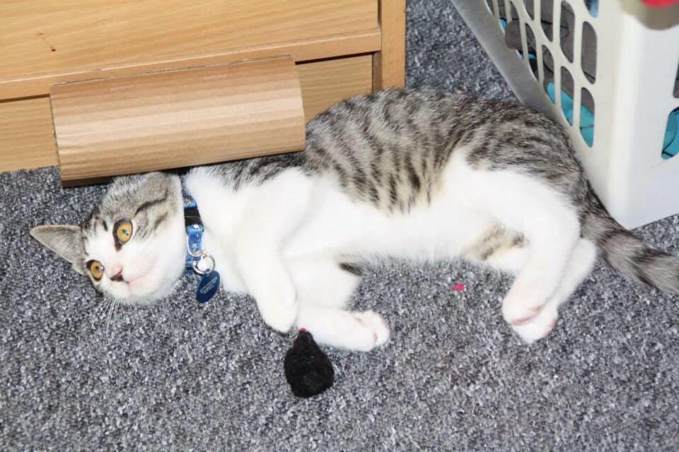 Huskat Høker billede 21