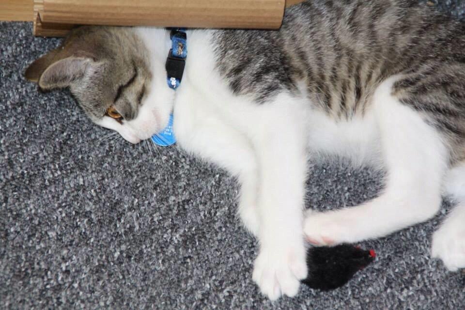 Huskat Høker billede 22