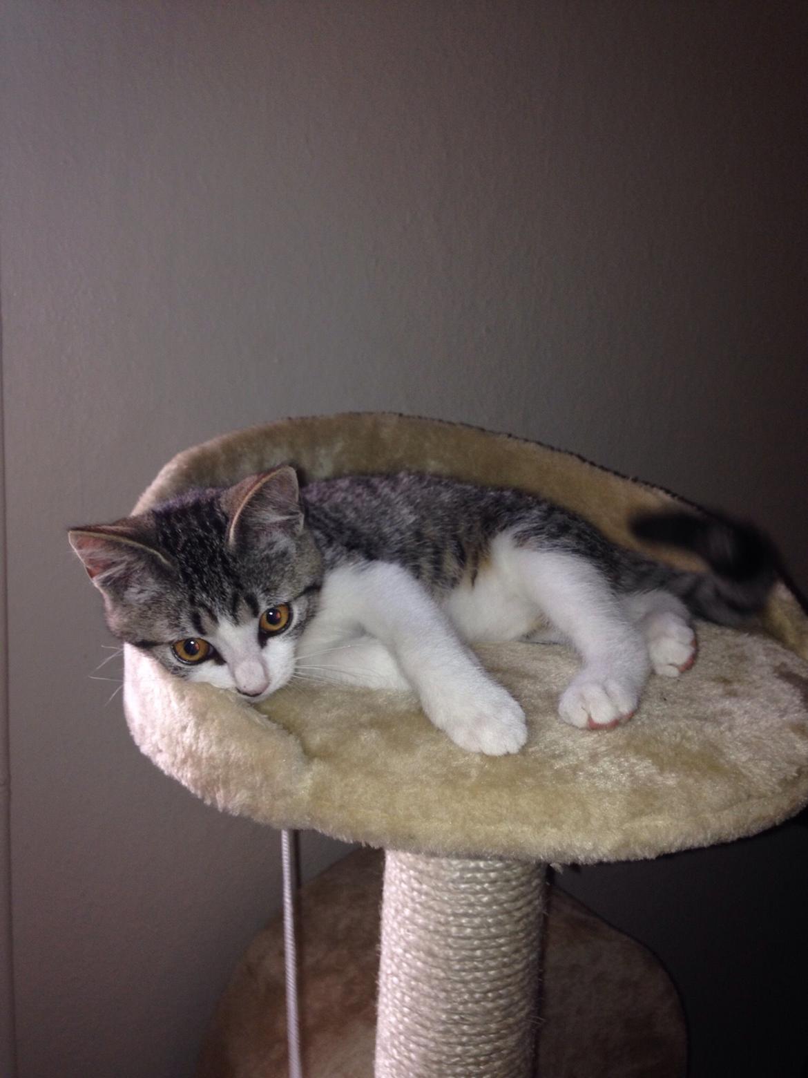 Huskat Høker billede 23