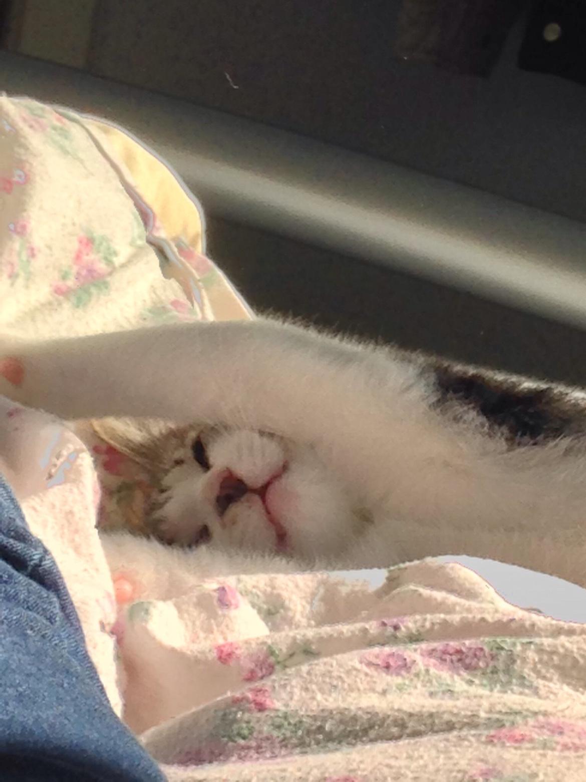 Huskat Høker billede 24