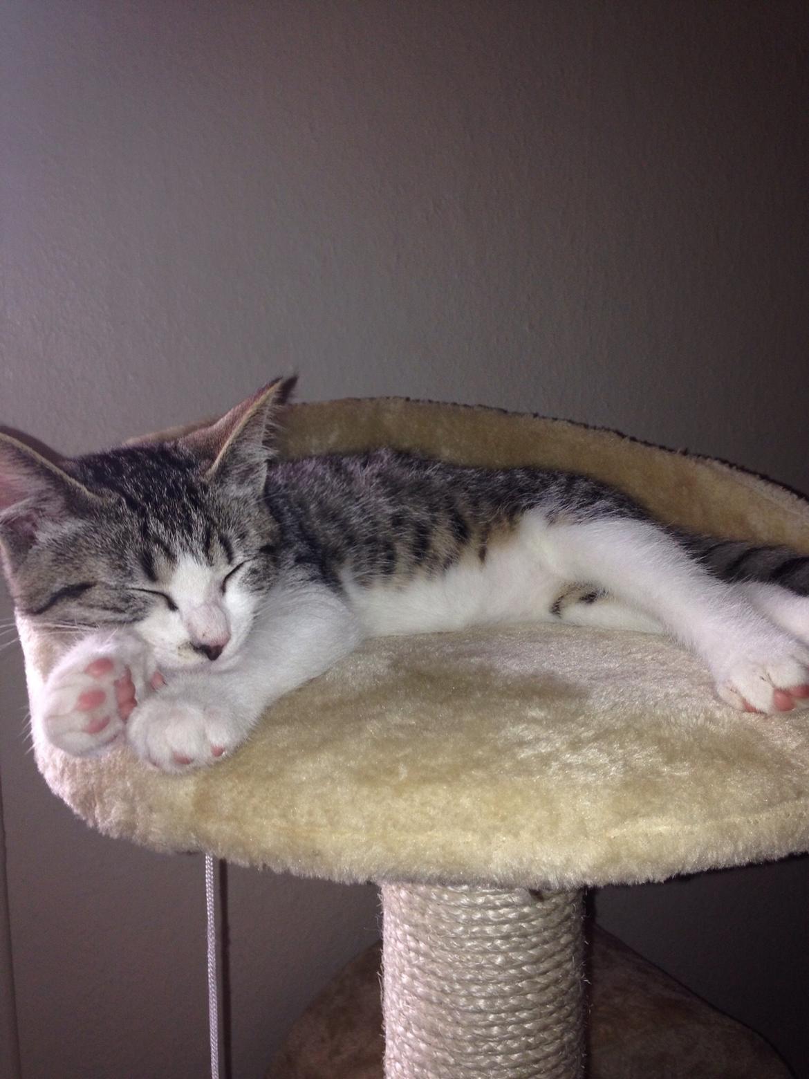 Huskat Høker billede 25