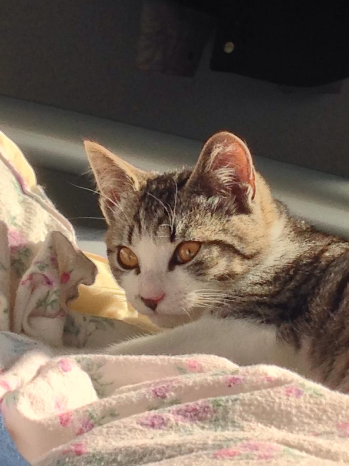 Huskat Høker billede 1