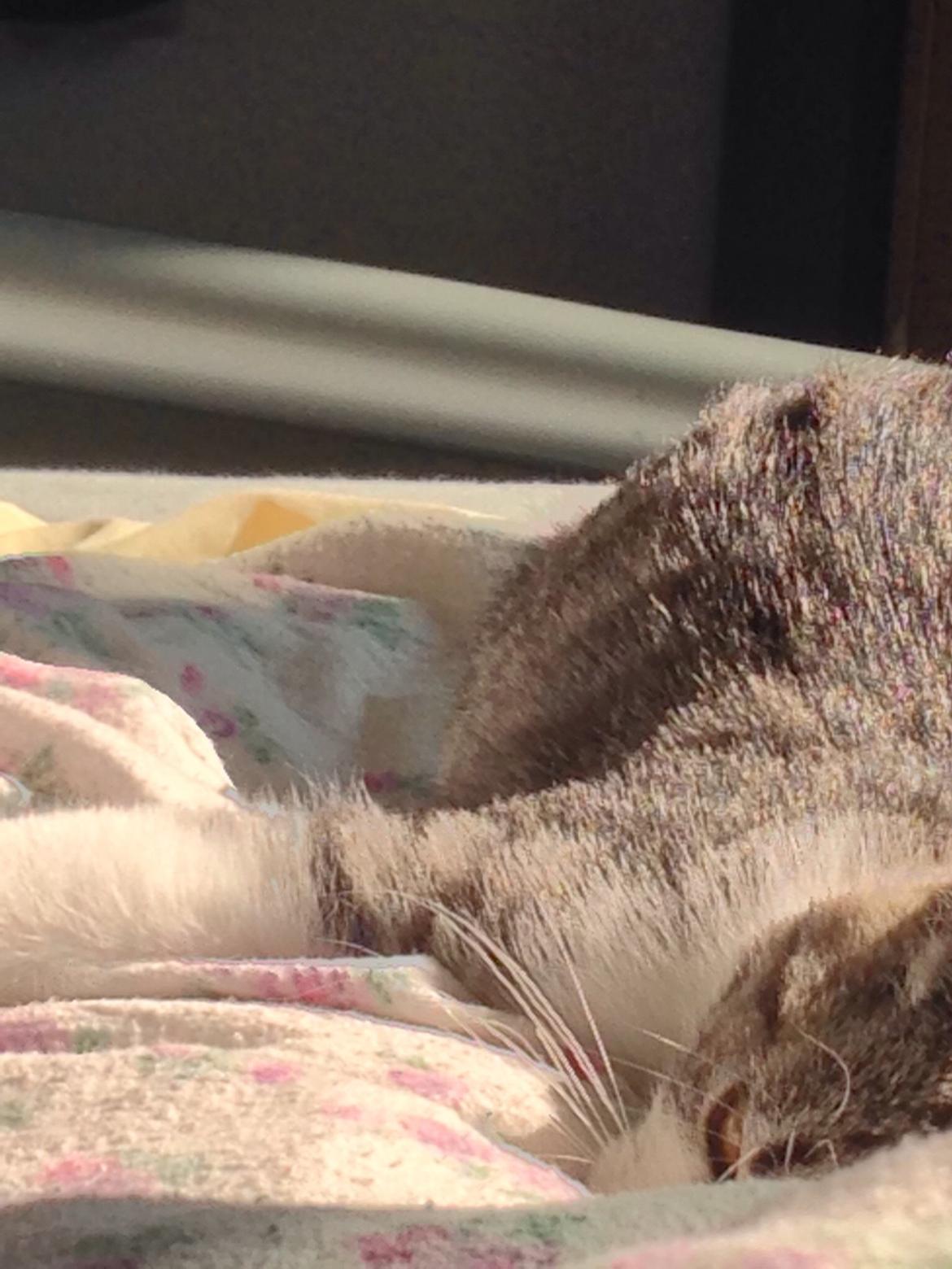 Huskat Høker billede 26