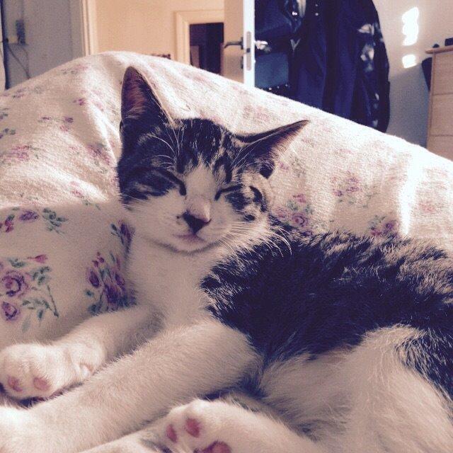 Huskat Høker billede 28