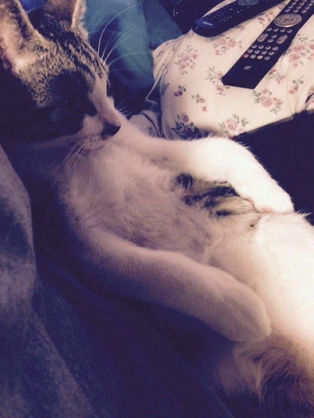 Huskat Høker billede 31