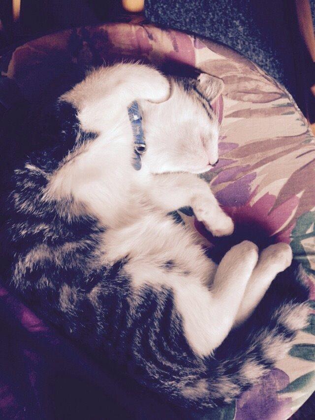 Huskat Høker billede 33