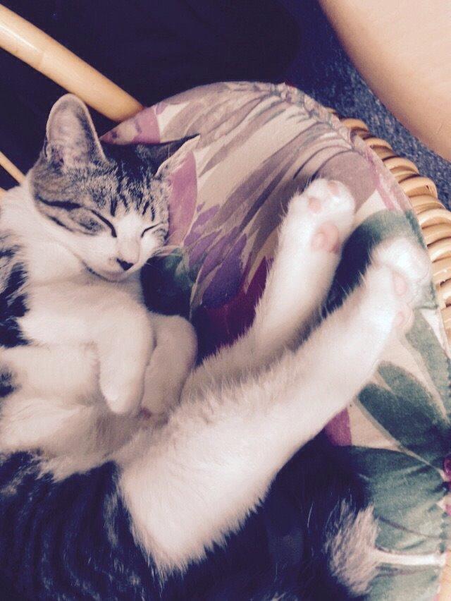 Huskat Høker billede 34