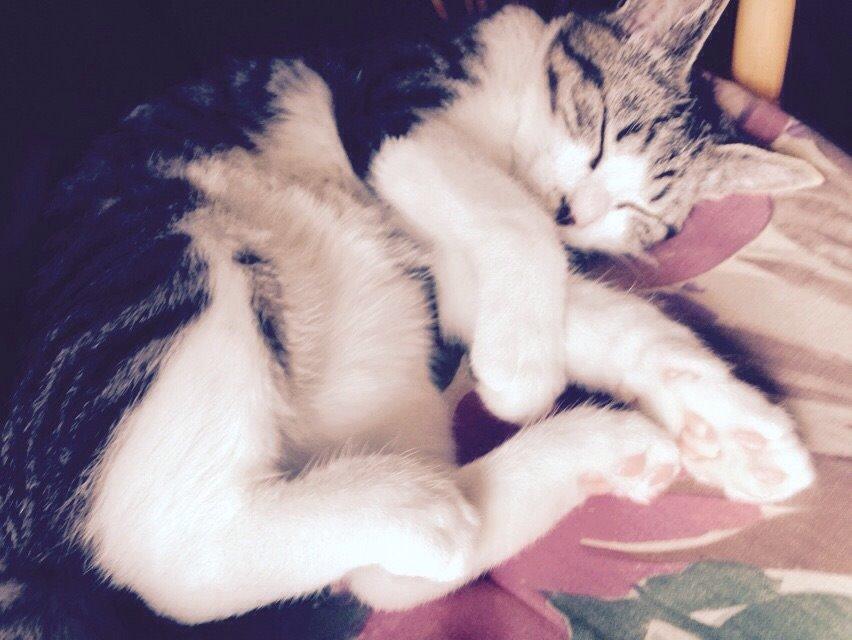 Huskat Høker billede 35