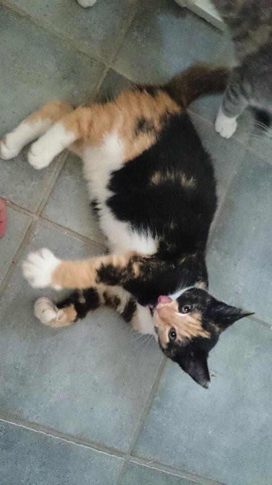 Huskat Fie billede 1