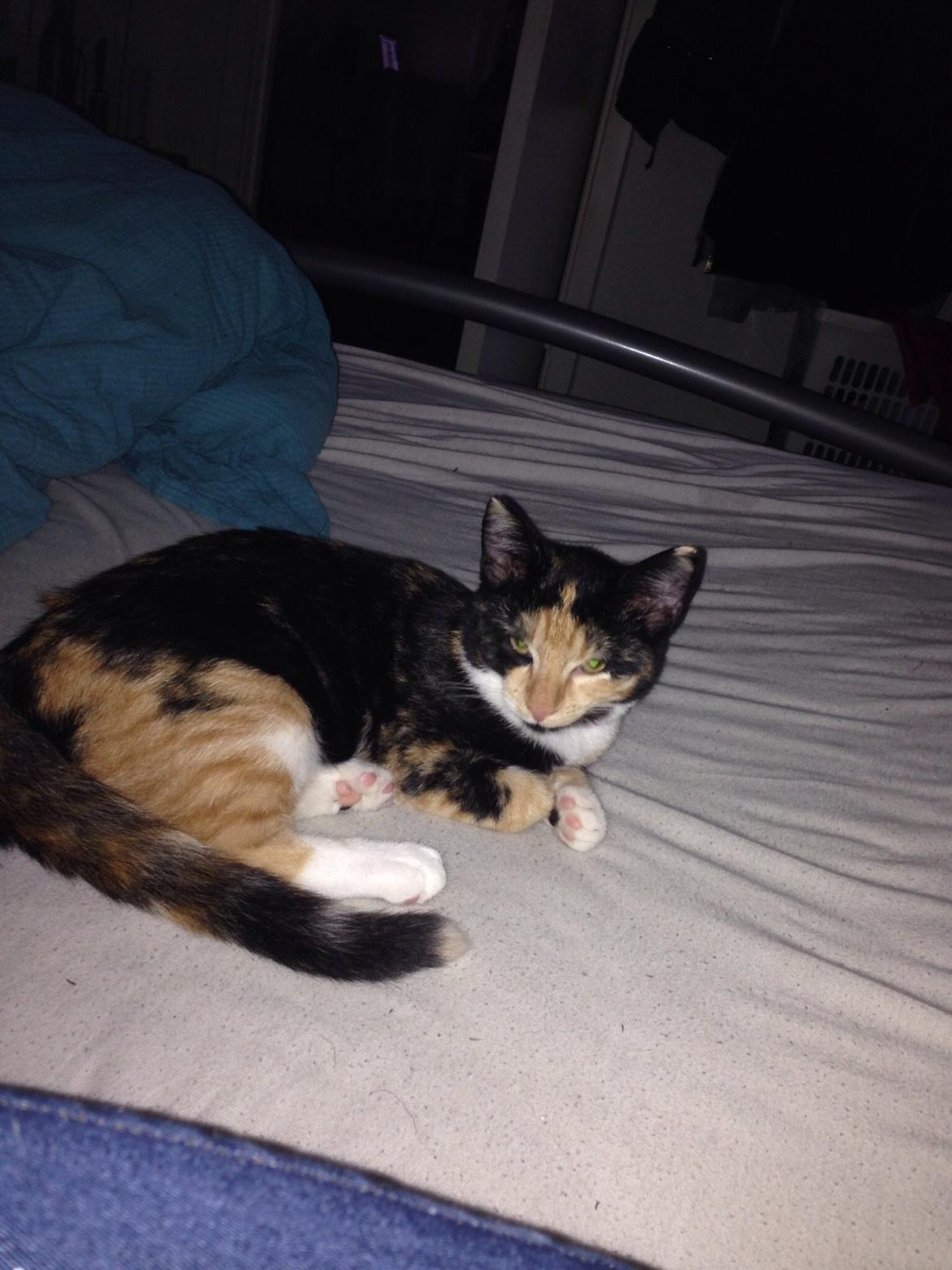 Huskat Fie billede 2