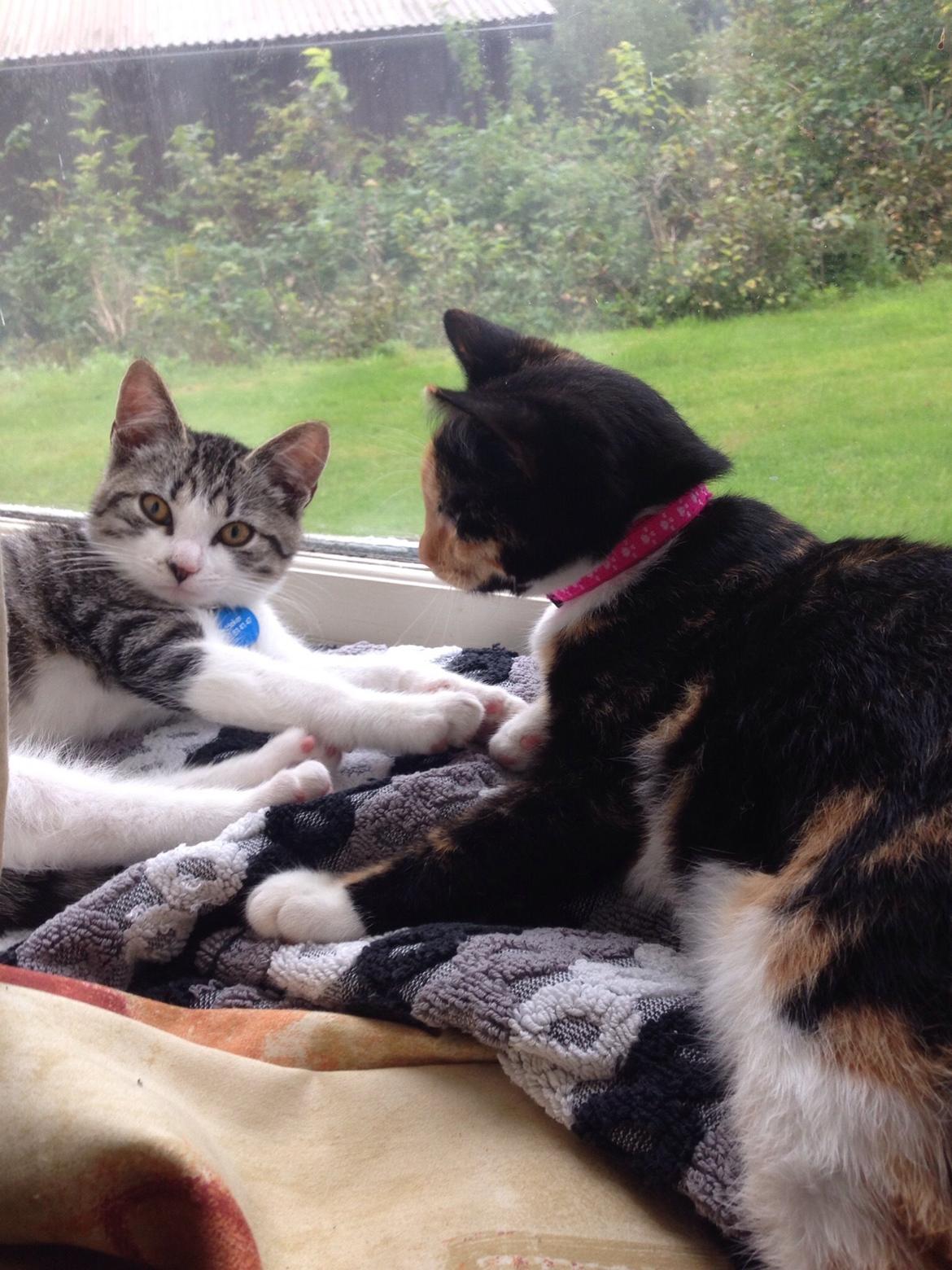 Huskat Fie billede 3