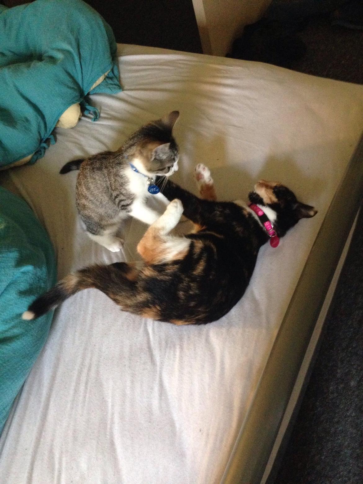 Huskat Fie billede 4