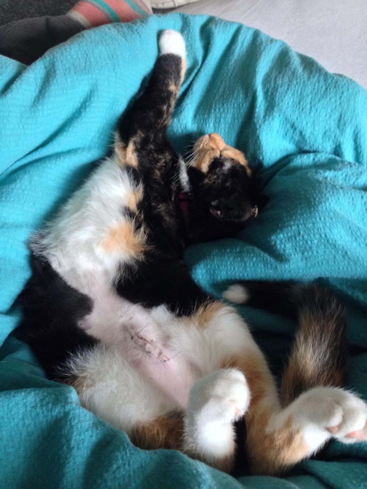 Huskat Fie billede 5