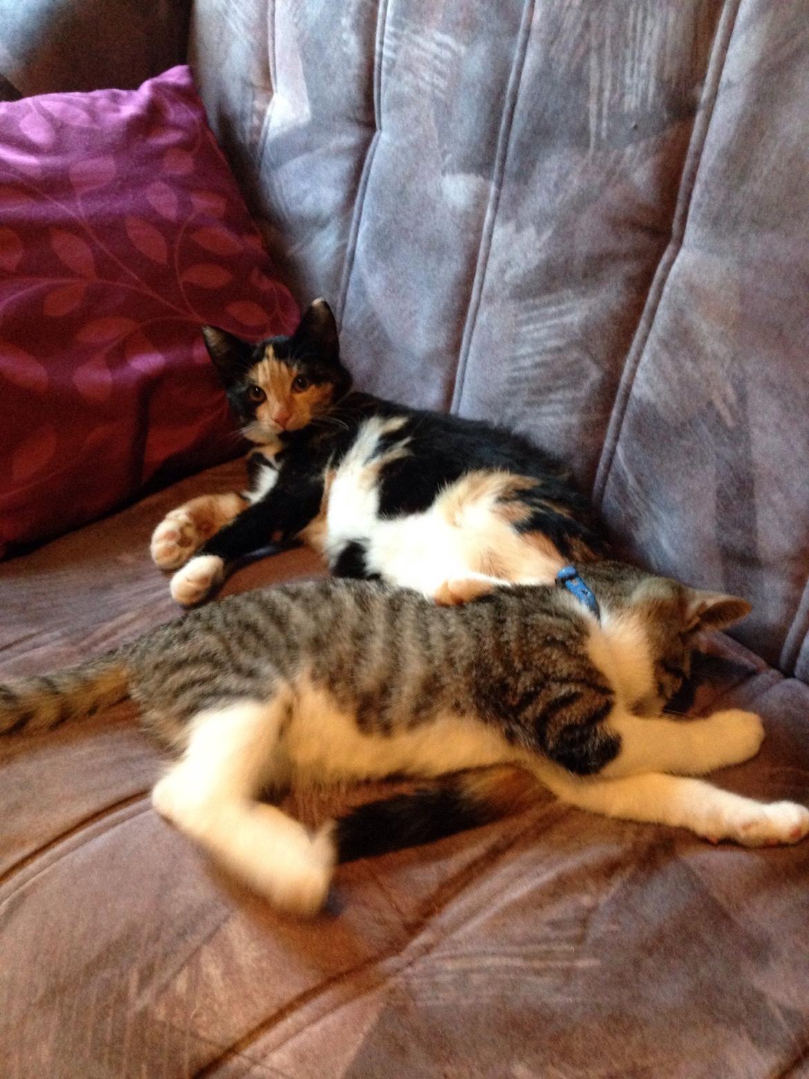 Huskat Fie billede 6