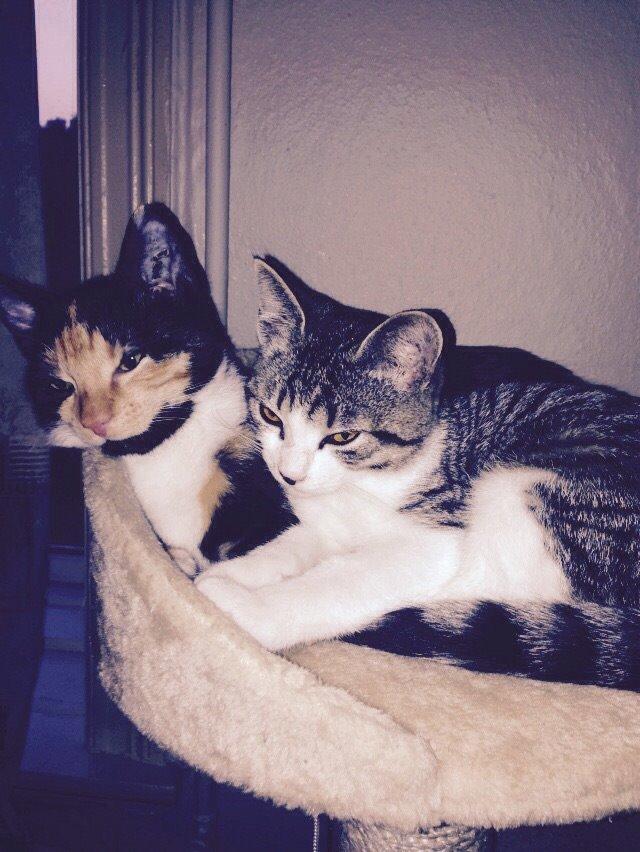 Huskat Fie billede 7