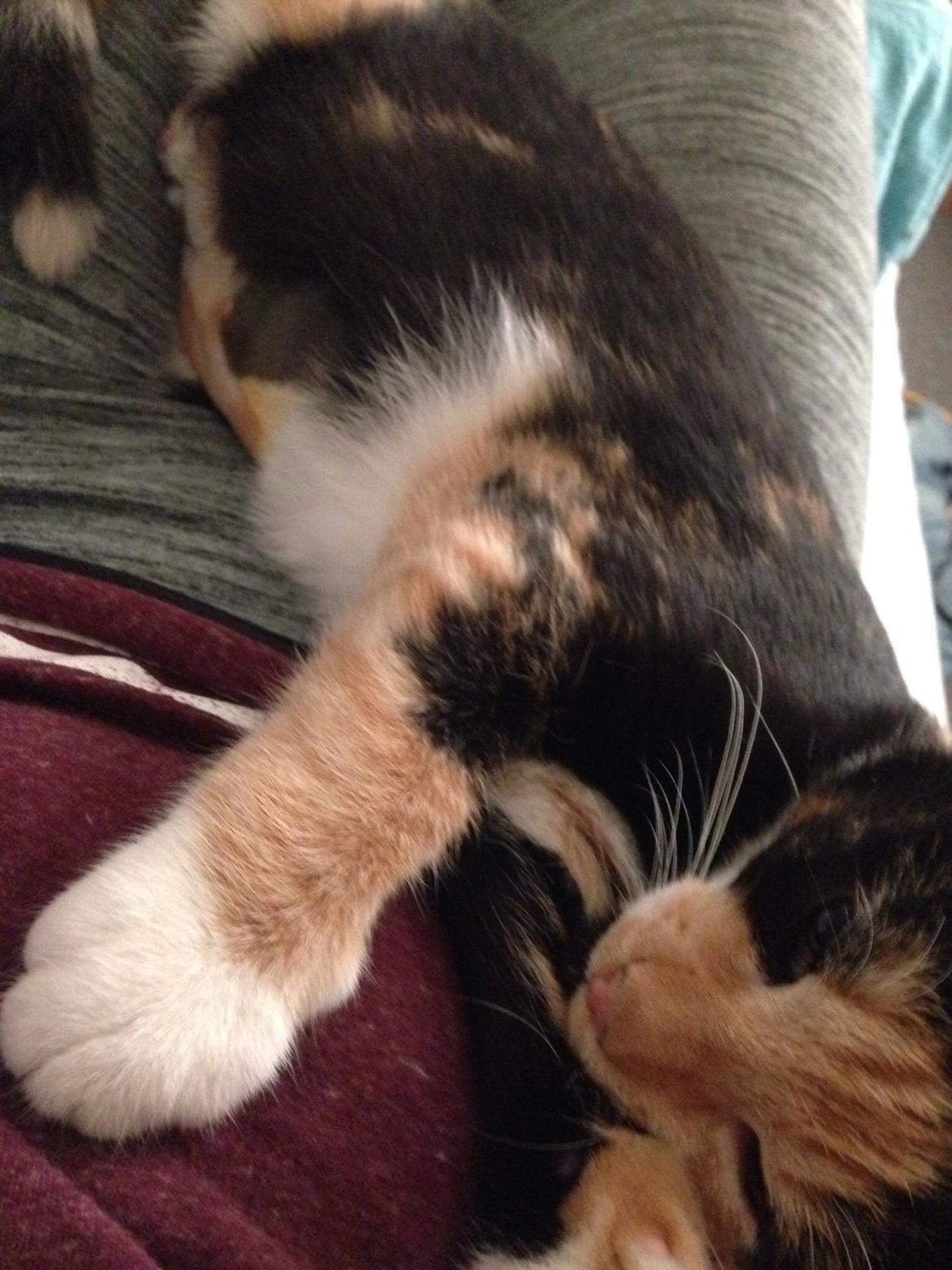 Huskat Fie billede 10