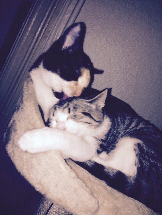 Huskat Fie billede 8