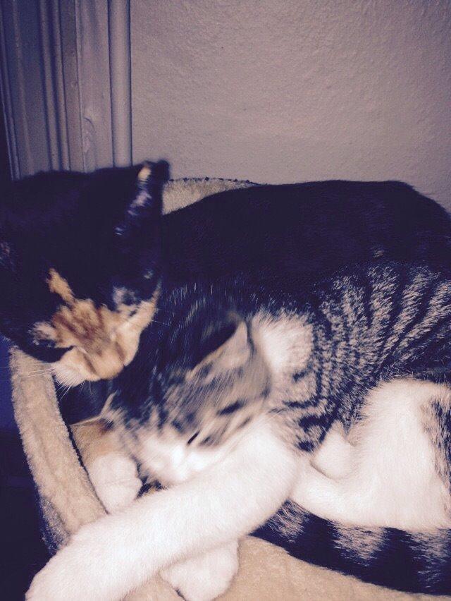 Huskat Fie billede 9