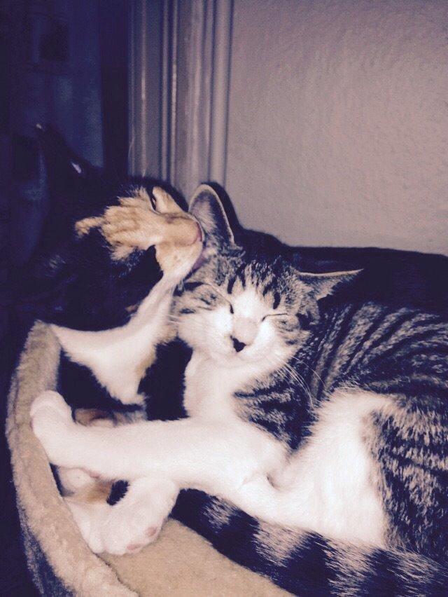 Huskat Fie billede 11