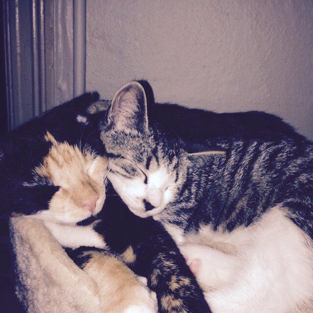 Huskat Fie billede 12