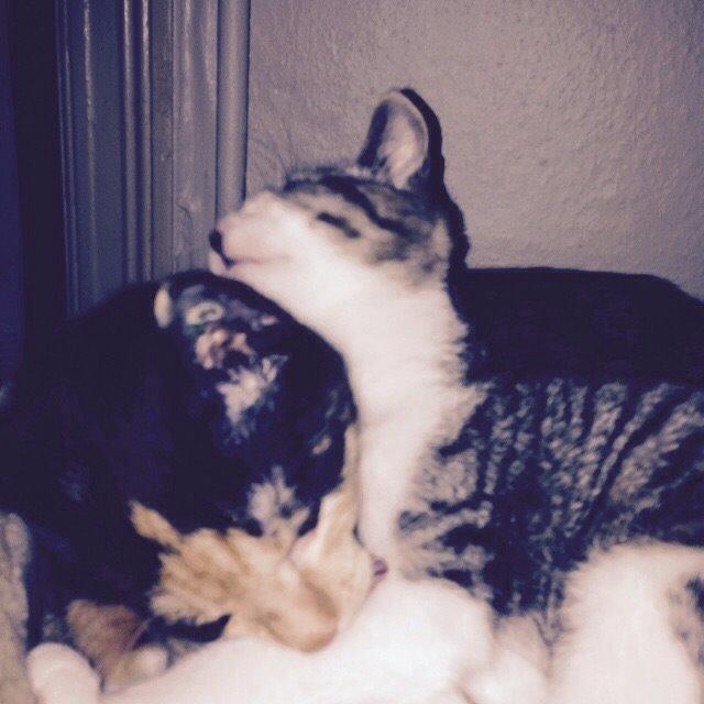 Huskat Fie billede 13