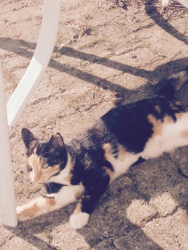 Huskat Fie billede 14