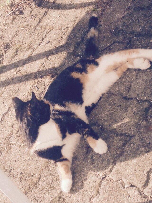 Huskat Fie billede 15