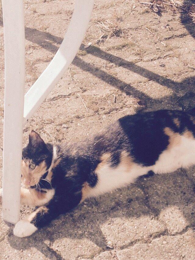 Huskat Fie billede 16