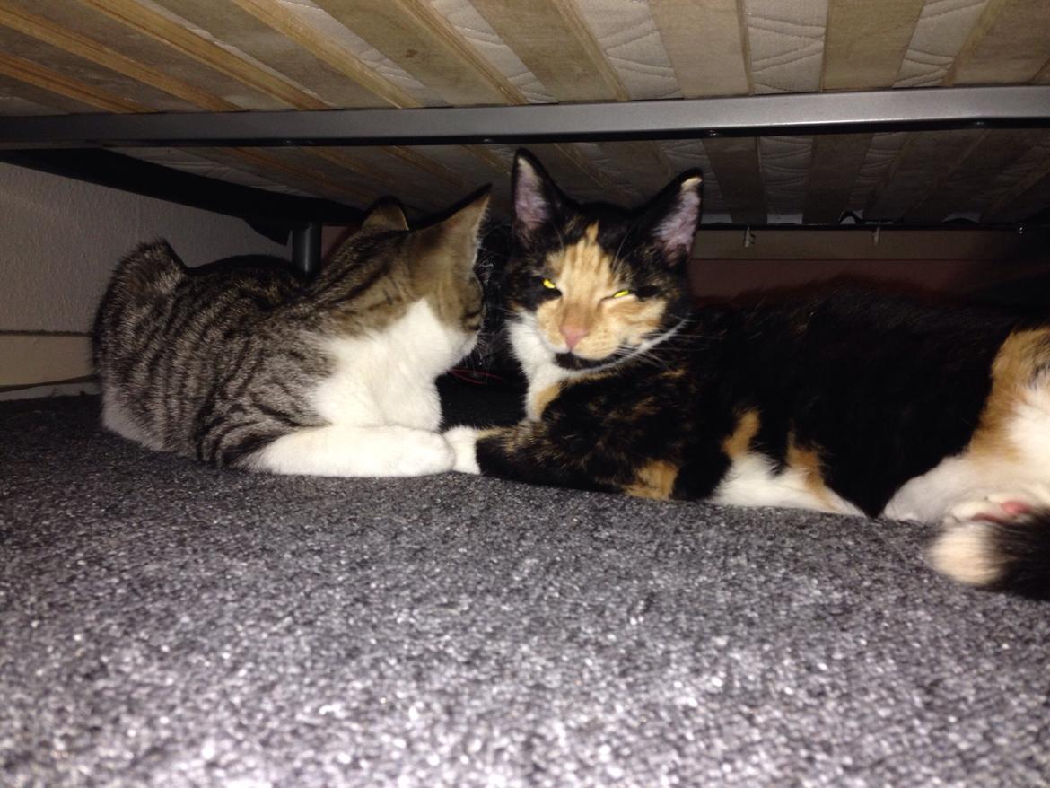 Huskat Fie billede 17