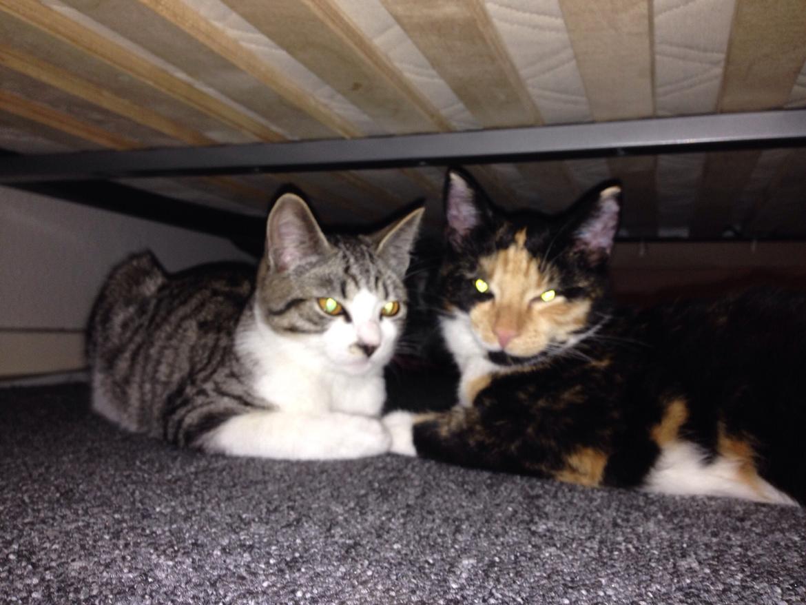 Huskat Fie billede 18