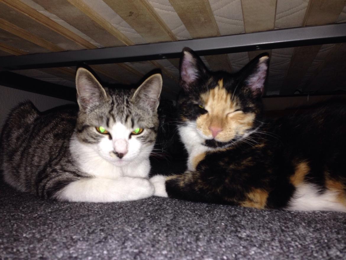 Huskat Fie billede 19