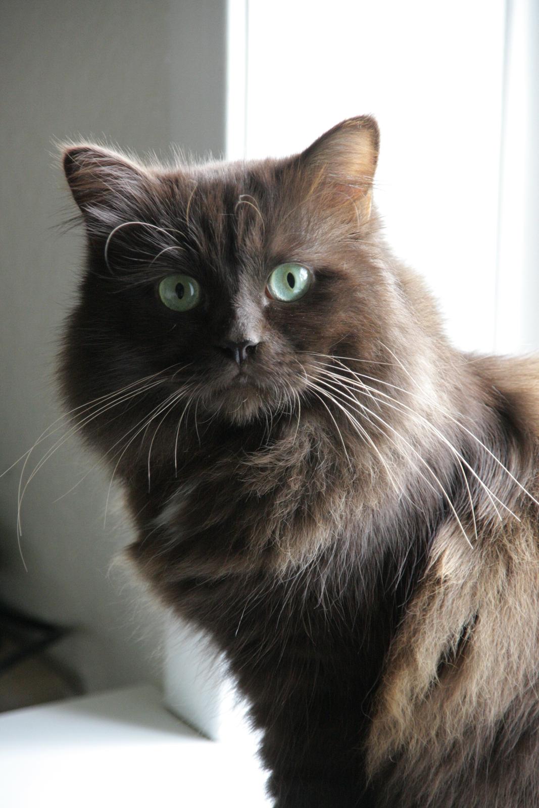 Blanding af racer ~ Cocio billede 1