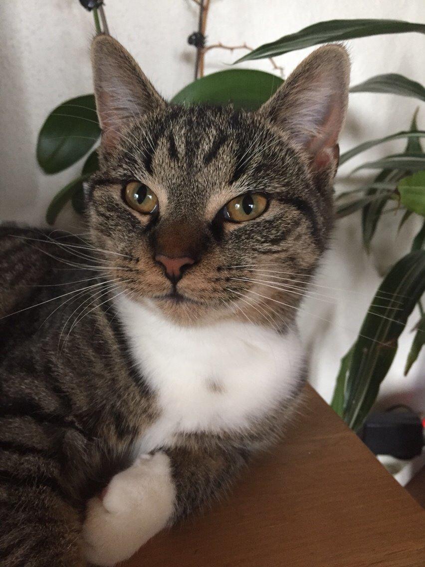 Huskat Tonser billede 27