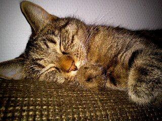 Huskat Beauty billede 2