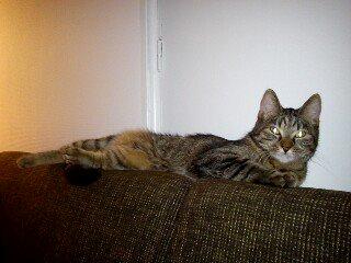 Huskat Beauty billede 1